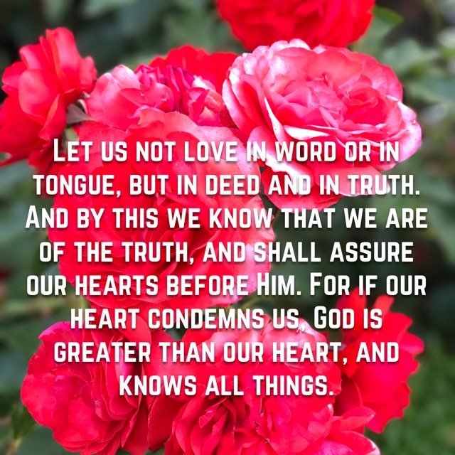 Red roses in bloom, with the words of 1 John 3:18–20