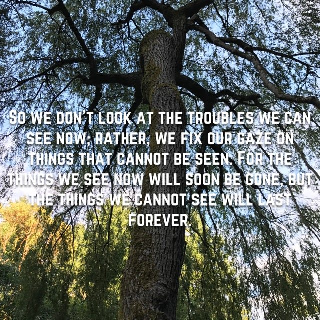 Looking up a willow trunk into its branches, with the words of 2 Corinthians 4:18
