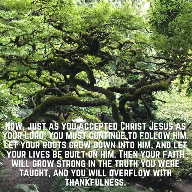 A moss-covered tree with twisting branches, with the words of Colossians 2:6–7