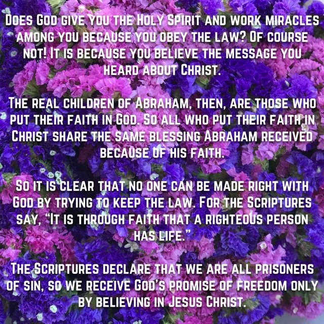 A field of purple and pink statice, with the words of Galatians 3:5–22
