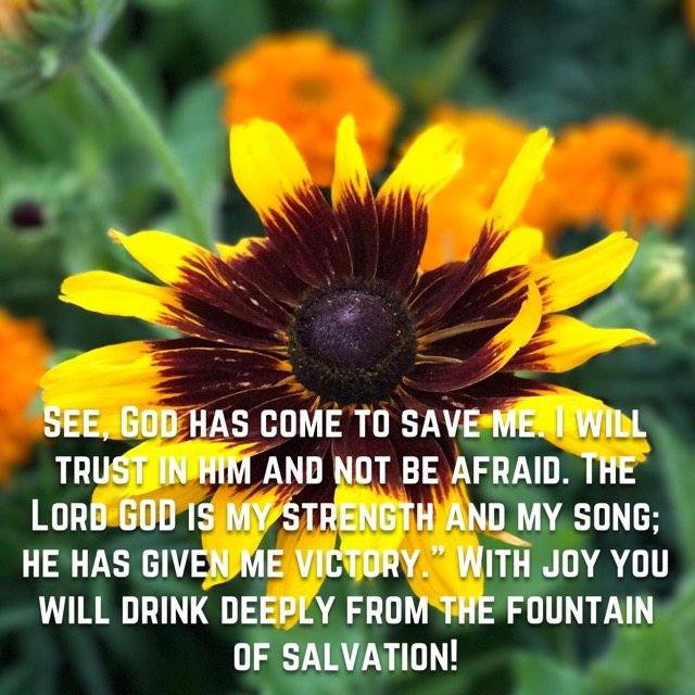 A black-eyed Susan among orange blooms, with the words of Isaiah 12:2–3