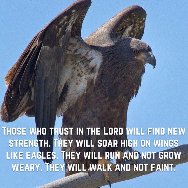 A young eagle spreading its wings, with the words of Isaiah 40:31