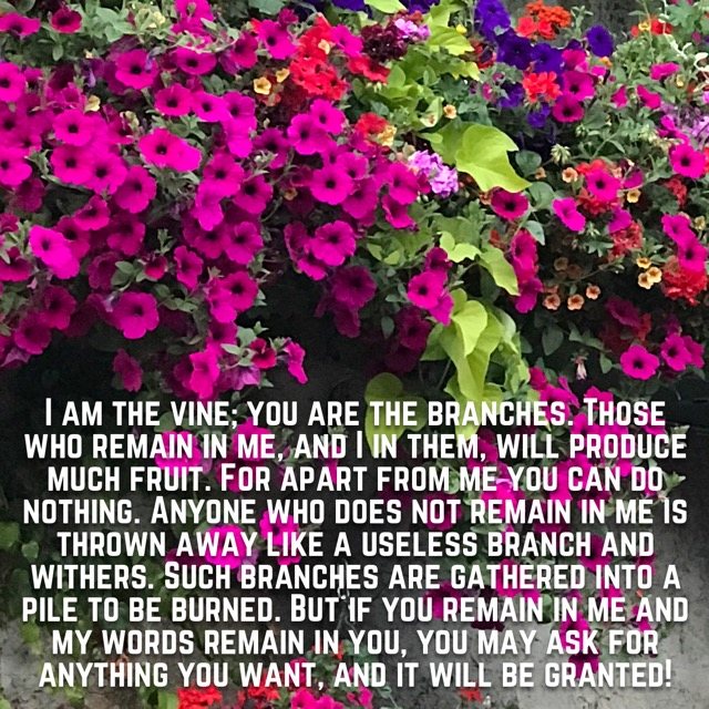 Hanging baskets of pink petunias, with the words of John 15:5–7