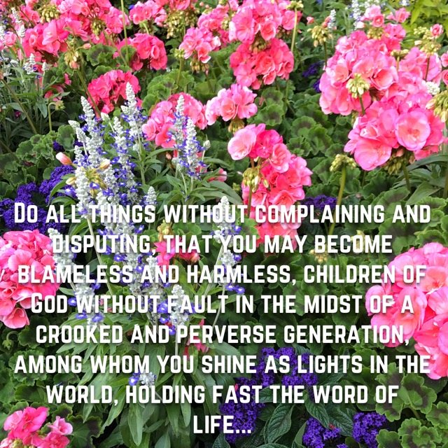 Pink geraniums and purple flowers, with the words of Philippians 2:14–16