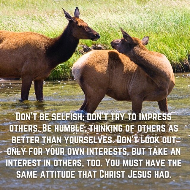 Two elk standing in a river, with the words of Philippians 2:3–5