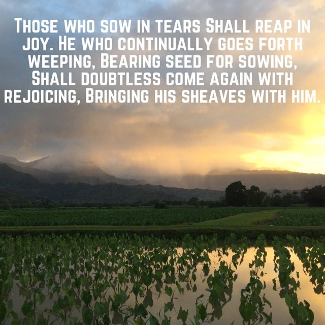 Sunrise over flooded taro fields, with the words of Psalm 126:5–6