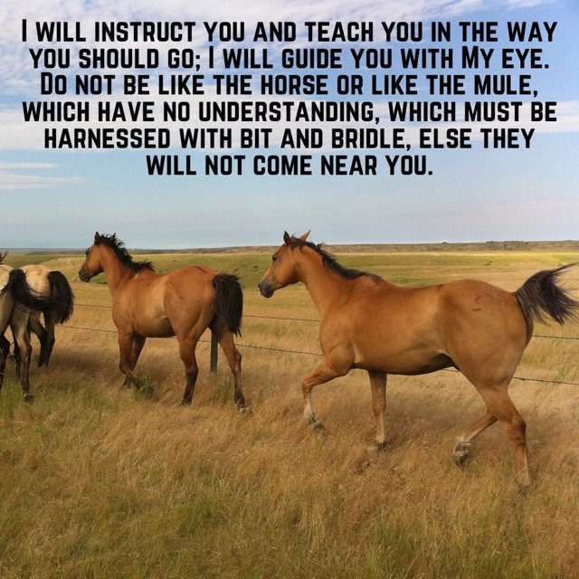 Horses walking through a golden pasture, with the words of Psalm 32:8–9