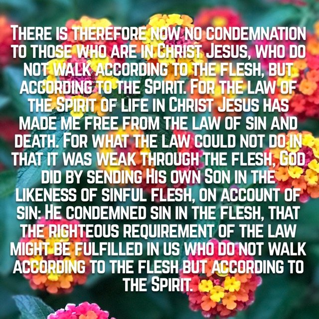 Bright clusters of lantana flowers, with the words of Romans 8:1–4